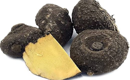 Suran_ Elephant Foot Yam_ Amorphophallus campanulatus Blume